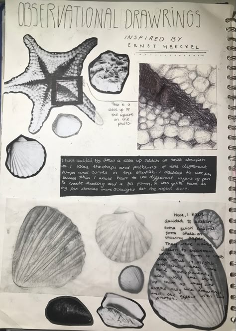 Continuous Line Drawing Gcse Art Sketchbook, Observational Drawing Gcse, Gcse Natural Forms, Natural Forms Gcse Title Page, Observational Studies, Natural Forms Gcse, Mind Map Art, Igcse Art, Thesis Ideas