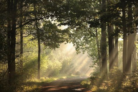 Forest Horizontal, Misty Trees, Forest Morning, Morning Forest, Misty Autumn, Image Composition, Window Reflection, Pine Trees Forest, Forest Scenery