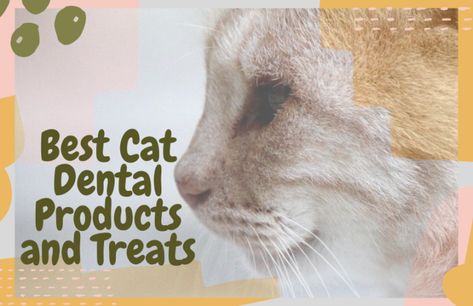 Best Cat Dental Products and Treats | OliveKnows Cat Dental Treats, Cat Dental Care, Cat Hygiene, Healthy Cat Food, Cat Diseases, Cat Health Problems, Cat Advice, Cat Diet, Dental Products