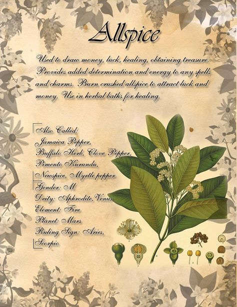 Book of Shadows: Herb Grimoire - Allspice by CoNiGMa on DeviantArt My Book Of Shadows, Witchcraft Herbs, Magickal Herbs, Witch Herbs, Magic Herbs, Magical Herbs, Book Of Shadow, Herbal Magic, Healing Herbs