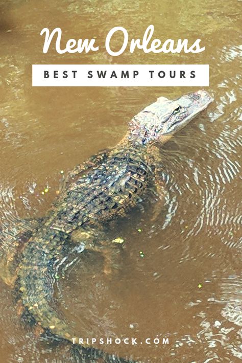 New Orleans Swamp, New Orleans Swamp Tour, Tours In New Orleans, Swamp Tours, Louisiana Swamp, Traditional Boats, Visit New Orleans, New Orleans Travel, Ghost Tour