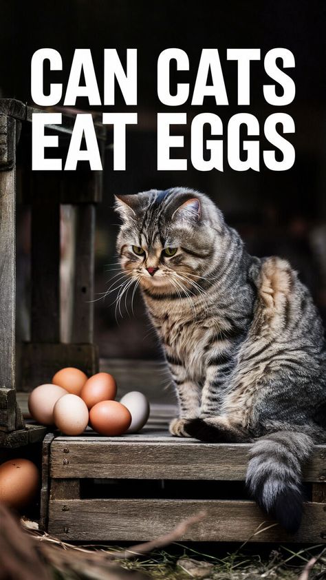 🚫🍳 Are eggs safe for cats to eat? Get the scoop here! 🐾😺 #CatLovers #HealthyPets #EggMyths Might Pets Chew Eggs Human Food For Cats, Foods Cats Can Eat, Fun Facts About Cats, Diy Cat Food, Senior Cat Care, Cat Egg, Cat Health Problems, Nutritional Food, Girl Dog Names