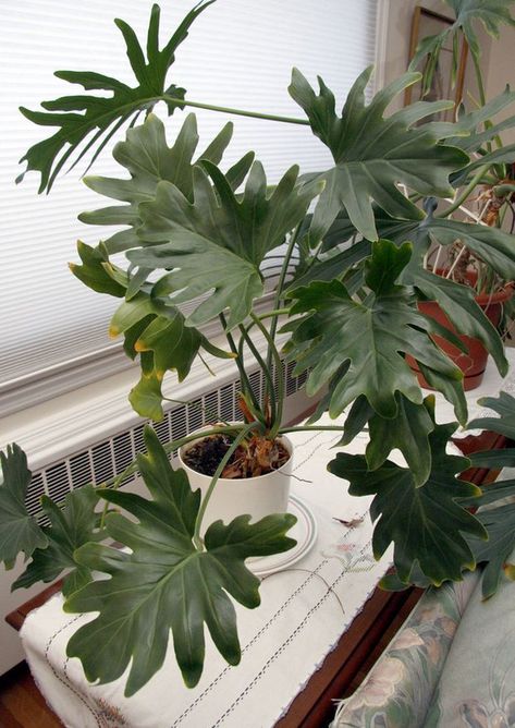 Philodendron Leaf, Split Leaf Philodendron, Plants Pictures, Low Light House Plants, Indoor Water Garden, Philodendron Plant, Swiss Cheese Plant, Cheese Plant, Big Leaves