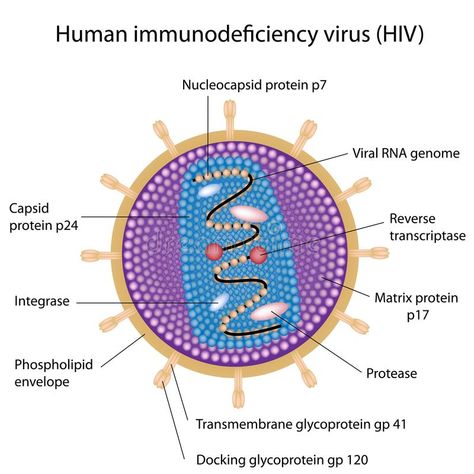 Structure of HIV. Structure of Human immunodeficiency virus, eps8 , #AD, #Human, #HIV, #Structure, #virus, #immunodeficiency #ad Hiv Images, Virus Hiv, Aids Virus, Human Cells, Medical Laboratory Science, Biology Teacher, Aids Hiv, School Help, Anatomy And Physiology