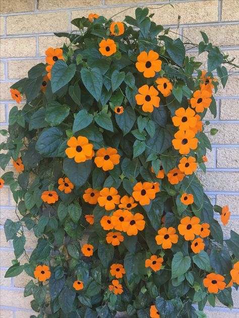 Germination Station, White Black Eyed Susan Vine, Black Eye Susan Vine, Climbing Flowering Vines, Thunbergia Alata, Wild Flowers Orange, Black Eye Susan, Thunbergia Erecta, Thunbergia Mysorensis Pergola