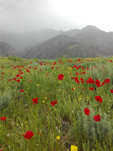 Red Flower Field, Flower Anemone, Free Nature, Green Mountains, Green Mountain, Red Flower, Azerbaijan, Flower Field, Nature Animals