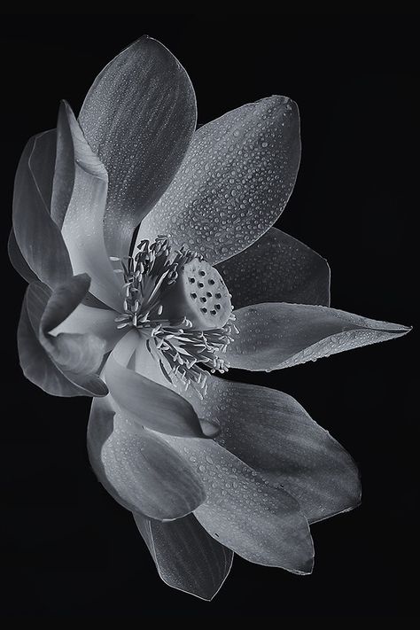 Lotus Flower Photography, Lotus Flower Black And White, Black And White Lotus Flower, Sunflower Mandala Tattoo, Flower Sketch Pencil, Angel Sculpture Art, Lotus Photography, Japanese Lotus, Lotus Flower Tattoo Design