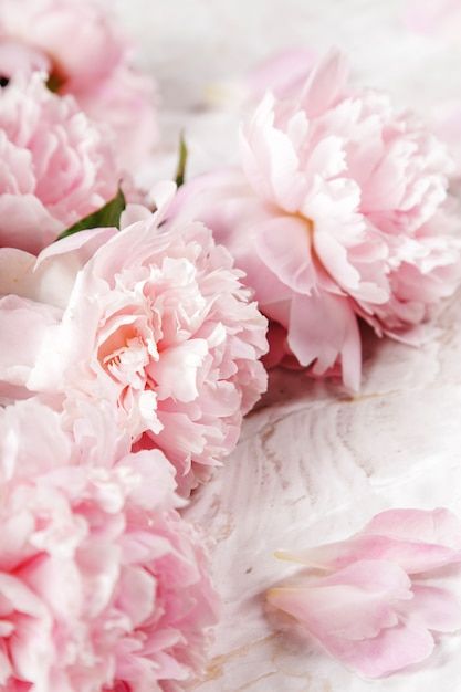 Cabbage Rose Bouquet, Pink Peonies Wallpaper, Peonies Season, Flower Close Up, Elegant Bouquet, Spring Roses, Flower Store, Red Peonies, Peony Rose