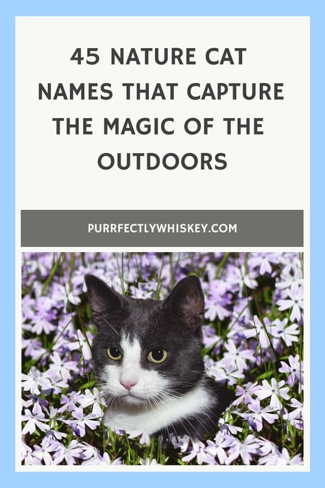 Whether you’re looking for a few nature cat names ideas that reflect your cat’s vibrant colors or just want a different name we got lots to choose from Cottagecore Cat Names, Cats Names Ideas, Cat Names Aesthetic, Cat Names Ideas, Best Cat Names, Girl Cat Names, Cottagecore Cat, Nature Names, Aesthetic Cottage