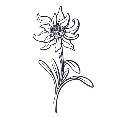 Flower design of the logo with a hand-drawn flower of Edelweiss 4993164 Vector Art at Vecteezy Edelweiss Drawing, Edelweiss Tattoo, Vector Mountain, Snow Flake Tattoo, Edelweiss Flower, Logo With A, Aged Care, Flower Leaves, Leaves Vector