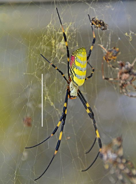 Sea Spider, Spider Species, Garden Spider, Horseshoe Crab, Giant Spider, Cool Bugs, University Of Georgia, Arachnids, Bugs And Insects