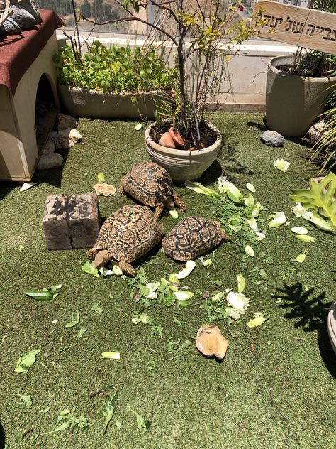 Leopard Tortoise Habitat Outdoor, Leopard Tortoise Enclosure, Tortoise Habitat Outdoor, Tortoise Enclosure, Leopard Tortoise, Enclosure Ideas, Tortoise Care, Tortoise Habitat, Tortoise Turtle