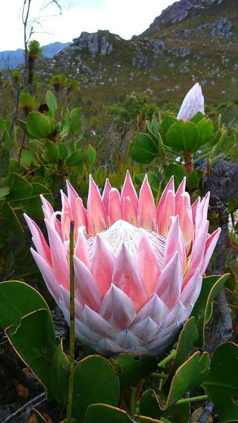 King Protea ... National Flower of South Africa South African Flowers, King Protea, Protea Flower, Australian Flowers, African Flowers, Unusual Plants, Unusual Flowers, Colorful Plants, Rare Flowers