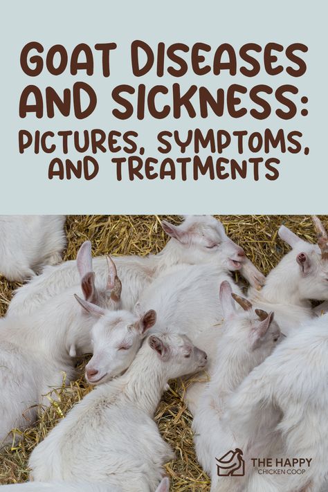 Sick Goat Remedies, Coccidiosis In Goats, All About Goats, Pallet Stalls For Goats, Goat Toys Ideas, Show Goats Tips, Goat Hacks, Goat Farming Ideas, Goat Treats