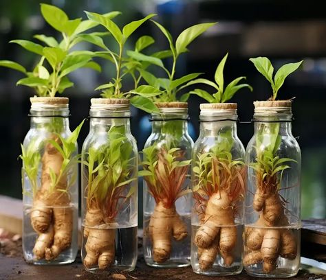 How to Grow Ginger in Water: A Beginner’s Guide Growing Ginger Indoors, Gemüseanbau In Kübeln, Growing Ginger, Growing Plants Indoors, Veg Garden, Container Gardening Vegetables, Home Vegetable Garden, Organic Gardening Tips, Hydroponic Gardening