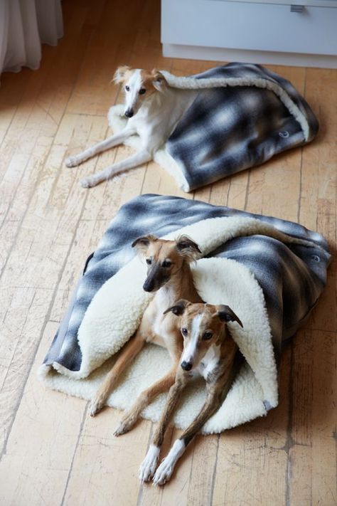 The coolest dog beds ever from Cloud 7! #whippets Dog Sleeping Bag, Stylish Dog Beds, Dog Contest, Dog Magazine, Diy Dog Bed, Cool Dog Beds, Poodle Puppy, Diy Dog, Sleeping Dogs