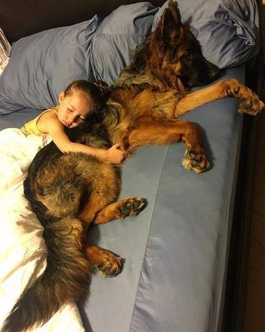 21 Photos That Prove German Shepherds Are Made of Love – German Shepherd Shop German Shepherd Photography, King Leonidas, German Shepherd Photos, German Sheperd Dogs, German Shepherd Pictures, Puppy Socialization, Dog Died, Dog Line, Gsd Puppies