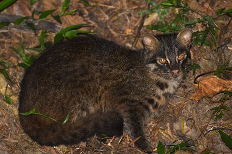 Iriomote Cat, Ichigo Momomiya, Small Wild Cats, Research Center, I Don T Know, Big Cats, Wild Cats, Feline, Animals