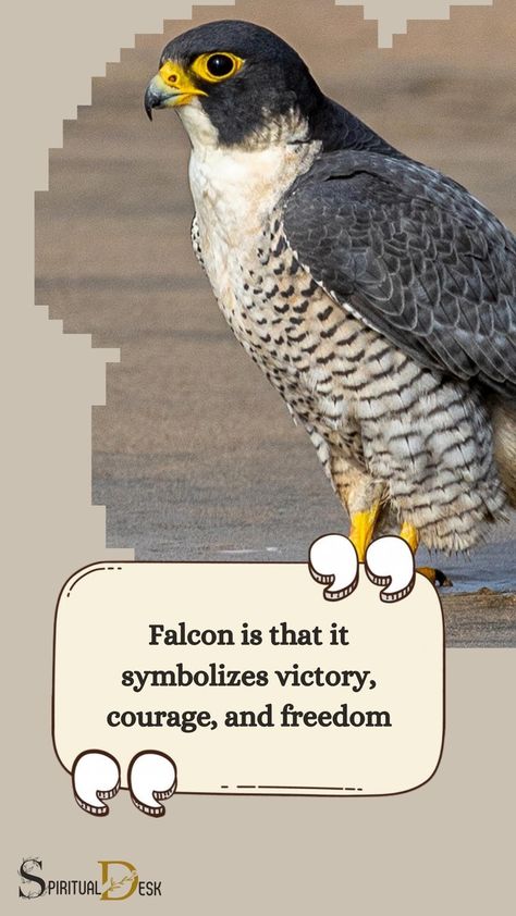 The spiritual meaning of seeing a Falcon is that it symbolizes victory, courage, and freedom. It represents the qualities of strength, leadership, and vision. The Falcon is considered a messenger of the divine, urging us to move beyond our limitations and reach for our highest potential. #reach #considered #represent #potential #vision Falcon Meaning, Falcon Feather, Totem Animals, Native American Traditions, Celtic Mythology, Embracing Change, The Falcon, Warrior Spirit, Spiritual Meaning