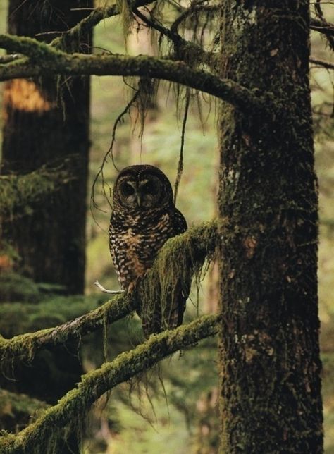 . Forest Spirits, Fairytale Forest, Nature Pics, Owl Tattoo, Wise Owl, Log Cabins, Walk In The Woods, Amazing Animals, Woodland Creatures