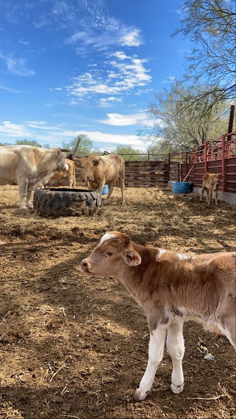 Friends Party Night, Mexico Culture, Cattle Farming, Ranch Life, Baby Cows, Selfie Ideas Instagram, Cute Cows, Night Aesthetic