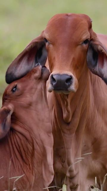 Cow With Calf, Brahman Cattle, Pet Cows, Cow Logo, Cow Photography, Cow Photos, Cartoon Cow, Cute Small Animals, Cow Calf