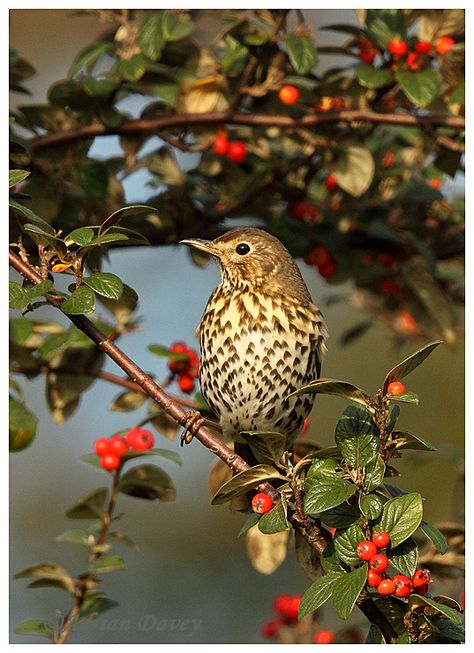 Adrian Davey Bird & Wildlife Photography: Song Thrush British Wildlife Photography, British Garden Birds, Poem English, Heritage Garden, Hunter Dog, Aesthetic Animals, Candle Logo, Tattoo Animal, Common Birds