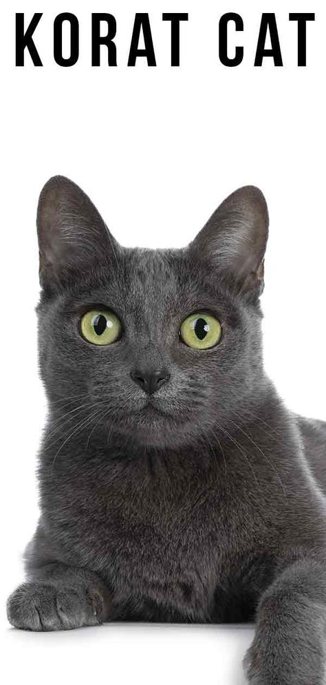 Cats Training, Grey Cat Breeds, Cats Grooming, Korat Cat, Cat Behaviour, Tattoos Cute, Gray Cats, Drawing Christmas, Beautiful Kittens