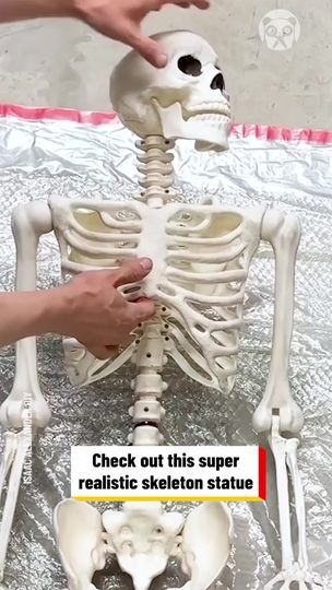 632K views · 9.3K reactions | Making a huge skeleton statue for Halloween
Partner: Isaac Alexander DIY
FB: https://www.facebook.com/IsaacAlexanderDIY/
YT: https://www.youtube.com/c/IsaacAlexanderDIY | Handy Panda Isaac Alexander, Skeleton Statue, Skeleton, Alexander, Statue, Halloween