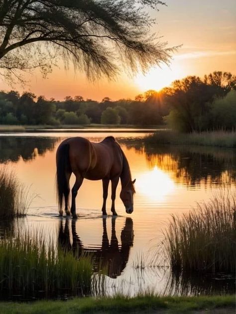 Wild Horse Pictures, Beautiful Horses Photography, Cai Sălbatici, Cute Horse Pictures, Rasy Koni, Horse Inspiration, Horse Wallpaper, Horse Aesthetic, Most Beautiful Horses