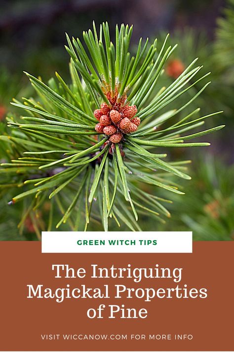 Pine Needle Magical Properties, Pine Cone Magical Properties, Pine Needles Witchcraft, Pine Magical Properties, Diy Lotions, Witchcraft Diy, Witchy Business, Improving Memory, Wand Woods