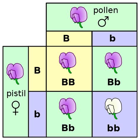 The key difference between Classical and Modern Genetics is that the classical genetics is the Mendelian genetics or the older concept of genetics, which solely expressed based on the phenotypes resulted from breeding experiments while the modern genetics is the new concept of genetics, which allows the direct. How To Store Seeds, Mendelian Inheritance, Punnett Square, Pea Plants, Gregor Mendel, Punnett Squares, Cross Pictures, Ap Biology, High School Science