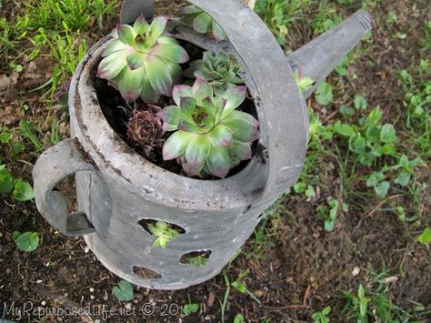 Hens & Chicks Repurposed Containers watering can Old Metal Gas Can Ideas, Hens And Chicks Planting Ideas, Repurposed Containers, Can Ideas, Succulent Ideas, Outdoors Ideas, Garden Succulents, Planter Garden, Succulent Gardens