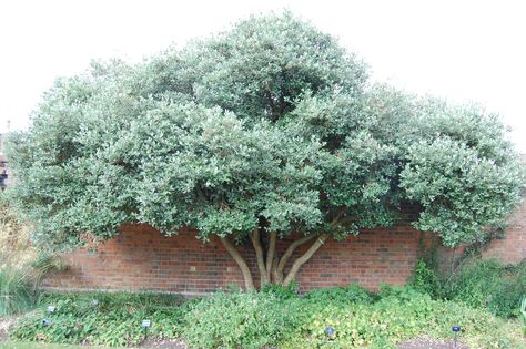 Feijoa Pineapple Guava can be trained as a small tree or large bush.  The fruit is one of my favorites! Pineapple Guava Tree, California Landscaping, Arbutus Unedo, Pineapple Guava, Guava Tree, Growing Pineapple, Yard Plants, Pineapple Planting, Landscaping Trees