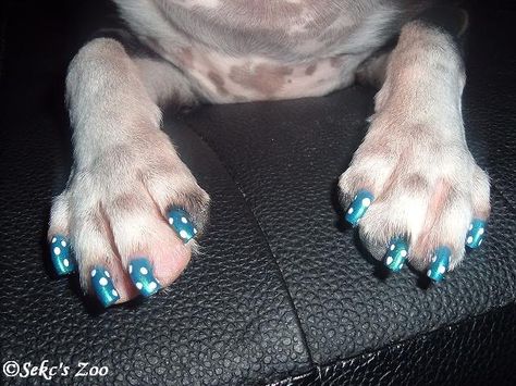 nail polish for dogs | Nail Polish ?? - Dog Community, Dog Pictures, Dog Forum & Information ... Dog Nail Art, Paw Nails, Cow Nails, Dog Grooming Business, Nails Now, Dog Nails, Dog Costumes, Nail Varnish, Fire Nails