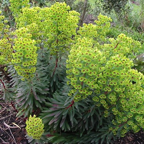 Euphorbia Flower, Low Maintenance Shrubs, Scent Garden, Woodland Garden, Pretty Plants, Foliage Plants, Courtyard Garden, Small Gardens, Garden Spaces