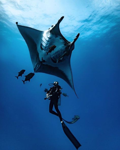 Giant Manta Ray, Giant Manta, Underwater Painting, Ocean Vibes, Manta Ray, Marine Biology, Wildlife Conservation, Ocean Creatures, Marine Animals