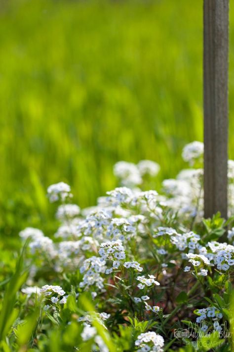 Alyssum Maritimum, Balcony, Herbs, Plants