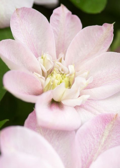 A clematis with flowers that are light pink, with a deeper pink blush. Trellis Fence, Seed Pack, How To Attract Birds, Garden Guide, Garden Shop, Single Flower, Deep Pink, Pink Blush, Clematis