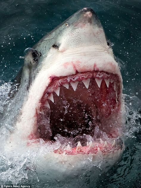 Fearsome: Bearing its teeth in a wide grin in just the same way as the arch villain in the Disney classic, the shark was only to happy to show off its considerable collection of jagged teeth Cool Sharks, Shark Photos, Shark Pictures, Shark Bait, Shark Art, Shark Tattoos, Shark Fishing, The Great White, Shark Week