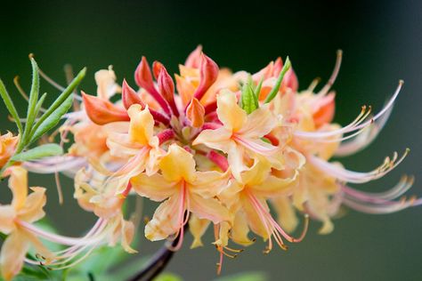 Here is a list of North Carolina native shrubs with showy flowers or fruits White Flowering Trees, Kalmia Latifolia, Evergreen Flowers, Smooth Hydrangea, Hydrangea Arborescens, Hydrangea Quercifolia, Oakleaf Hydrangea, Mountain Laurel, Natural Ecosystem