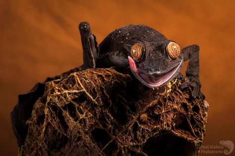 Leaf Tailed Gecko, Dragon Project, Snake Turtle, Animal Study, Adobe Portfolio, Reptiles And Amphibians, Strong Colors, Animals Images, Gecko