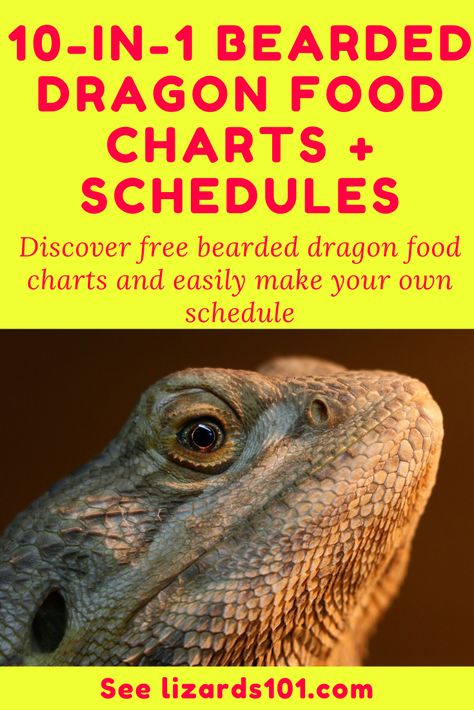 Discover free bearded dragon food charts to learn which foods are best for bearded dragons and to make your own lists of bearded dragon foods and feeding schedules! #beardeddragonfeedingschedules #beardeddragonfoodlist #babybeardeddragonfoodlist #juvenilebeardeddragonfoodlist #beardeddragonfoods #listofbeardeddragonfood #beardeddragonvegetables #beardeddragondietfood #whatcanifeedmybeardeddragon #whatcanabeardeddragoneat #whatdoesabeardeddragoneat #beardeddragonstaplefoods Bearded Dragon Meal Plan, Bearded Dragon Food Schedule, Safe Foods For Bearded Dragons, Bearded Dragon Meal Prep, Bearded Dragon Feeding Chart, Bearded Dragon Schedule, Bearded Dragon Food Chart, Bearded Dragon Veggie List, Bearded Dragon Diet Chart