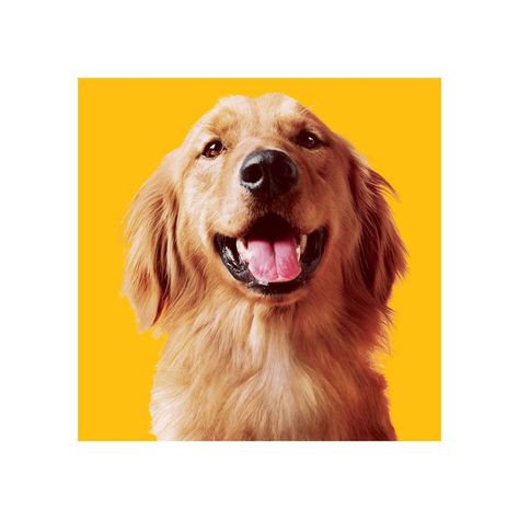 PEDIGREE Meaty Ground Dinner Multipack Chicken and Beef Canned Dog Food 22 Ounces Pack of 24 * Want to know more, click on the image. (This is an affiliate link) #dogfood Chicken And Beef, Pedigree Dog, Canned Dog Food, Dog Food, Dog Food Recipes, Golden Retriever, Pet Supplies, Chicken, Dogs