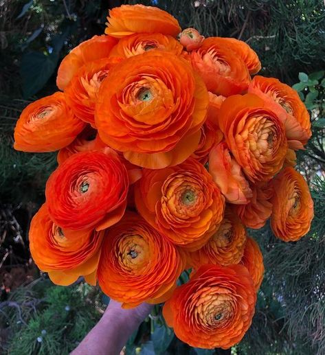 Orange Ranunculus, Halloween Flowers, Greenhouses, Ranunculus, Skis, Orange Flowers, Dark Pink, Happy Halloween, Beautiful Flowers