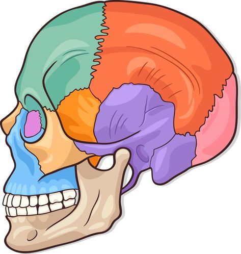 Ilustración de diagrama de cráneo humano... | Premium Vector #Freepik #vector #fondo #educacion #medico #tabla Skull Anatomy, Medical Stickers, Science Stickers, Diagram Design, City Illustration, Human Skull, Medical Illustration, Anatomy And Physiology, Anatomy Art