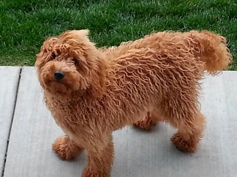 Story Tails Fabio at High Country Australian Labradoodles Labradoodle Breeders, Australian Labradoodles, Australian Labradoodle, Labradoodle, I Love Dogs, Puppies, Dogs, Animals