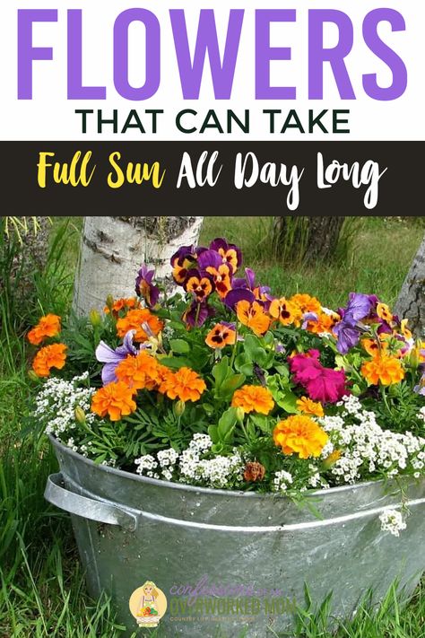 Flowers For South Facing Garden, Annual Flowers For Full Sun Pots, Patio Flower Pot Ideas Full Sun, Full Sun Flowers For Pots, Preannual Flowers Beds, Full Sun Flower Garden Ideas, Planter Flowers Combinations Full Sun, Full Sun Plants For Pots, Window Flower Box Ideas Full Sun