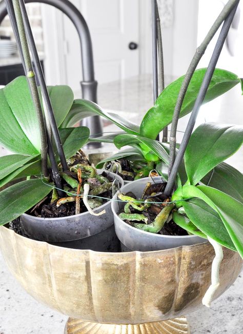 Large Orchid Planter, Large Orchid Arrangement, Orchids In Bathroom, Orchid Centerpiece Ideas, Orchids Arrangements Ideas, Orchid Centerpiece Dining Room, Orchid Arrangements Centerpieces, Orchid Styling, Orchid Arrangements Ideas