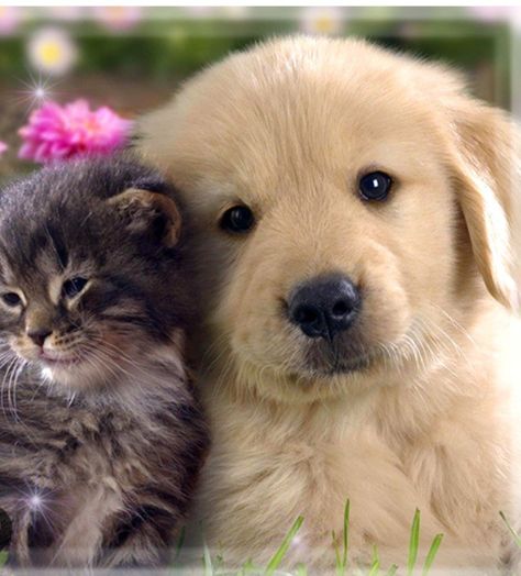 Super Cute Kittens, Camping With Cats, Cute Puppies And Kittens, Kitten Wallpaper, Kitten Photos, Super Cute Puppies, Puppies And Kitties, Animals Friendship, Kitten Pictures